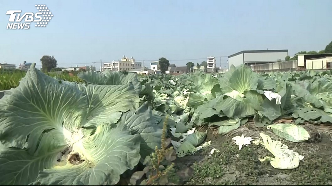 菜農被法官批是「巨嬰」 怒回嗆:你跟吳音寧有何不同?