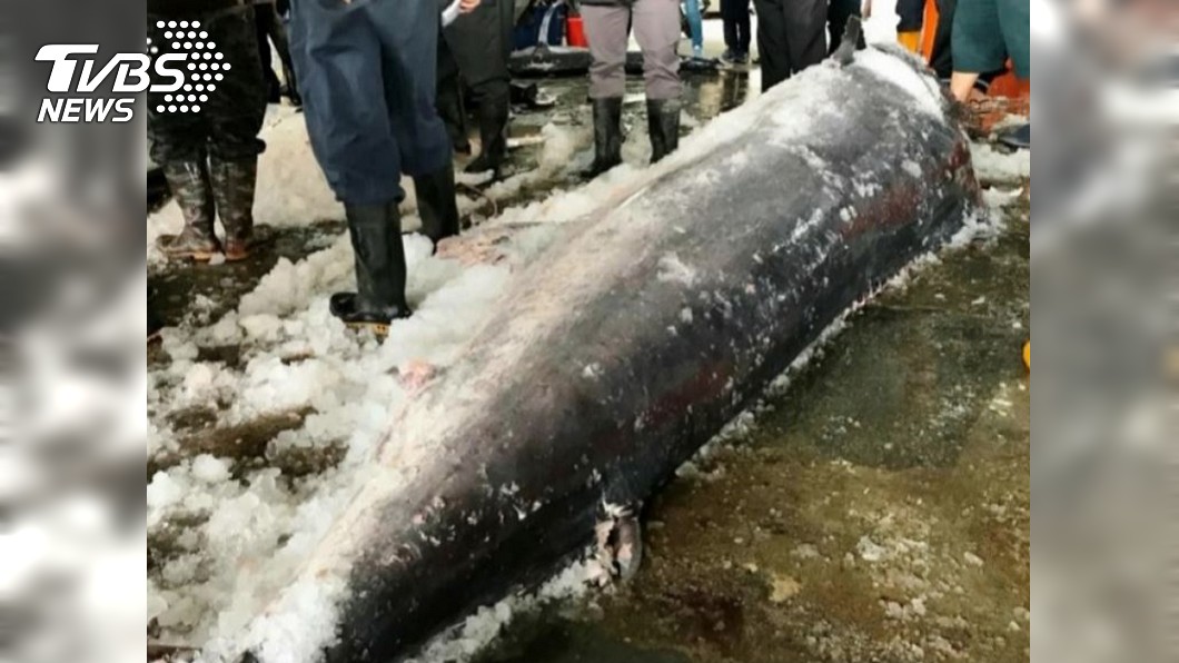拉上岸被鯊魚咬!冠軍旗魚「破洞」輸了 卻賣出最高價