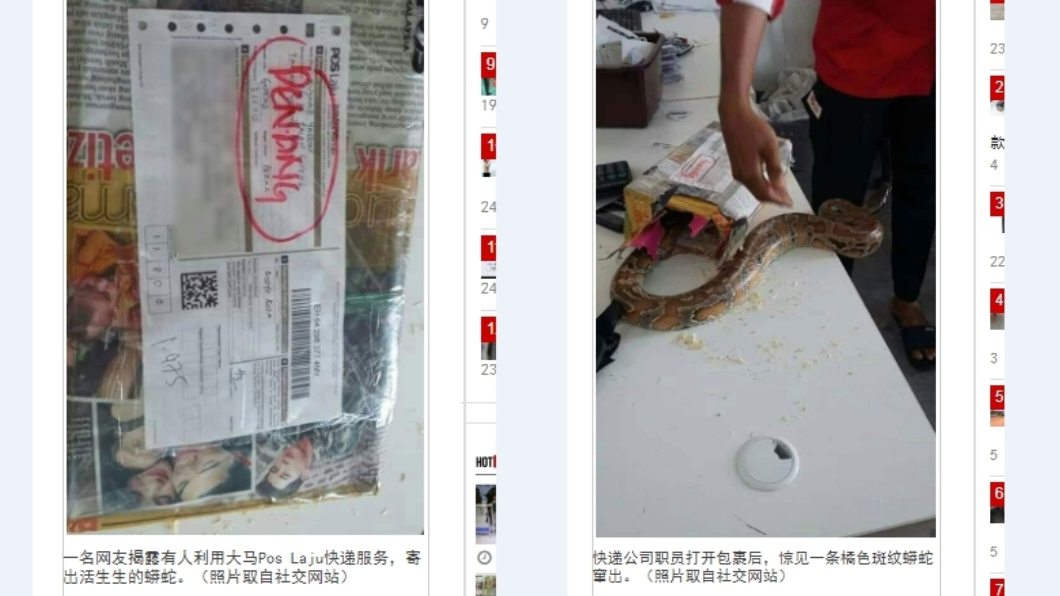 用宅急便寄大蟒蛇 突竄出嚇壞快遞員
