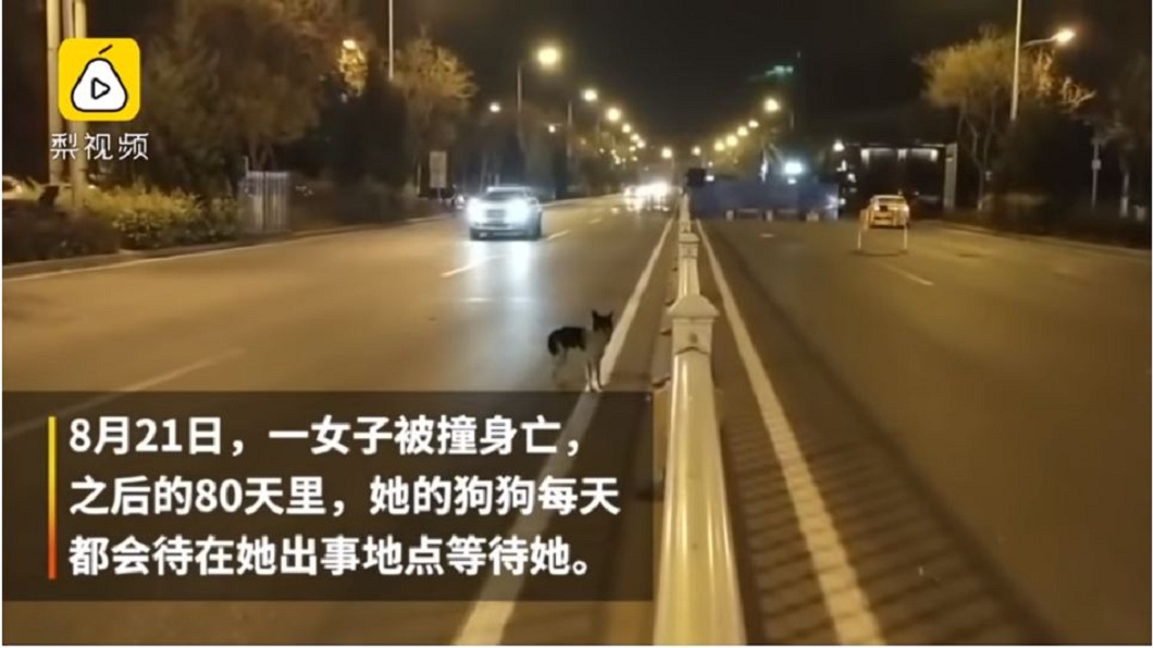 女主人出車禍身亡已經80天,狗狗每天都在現場徘徊,等待主人出現。(圖/翻攝自梨視頻)
