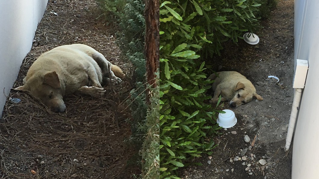 搬家棄養牠!忠犬吃土度日 死守空屋等主人回來