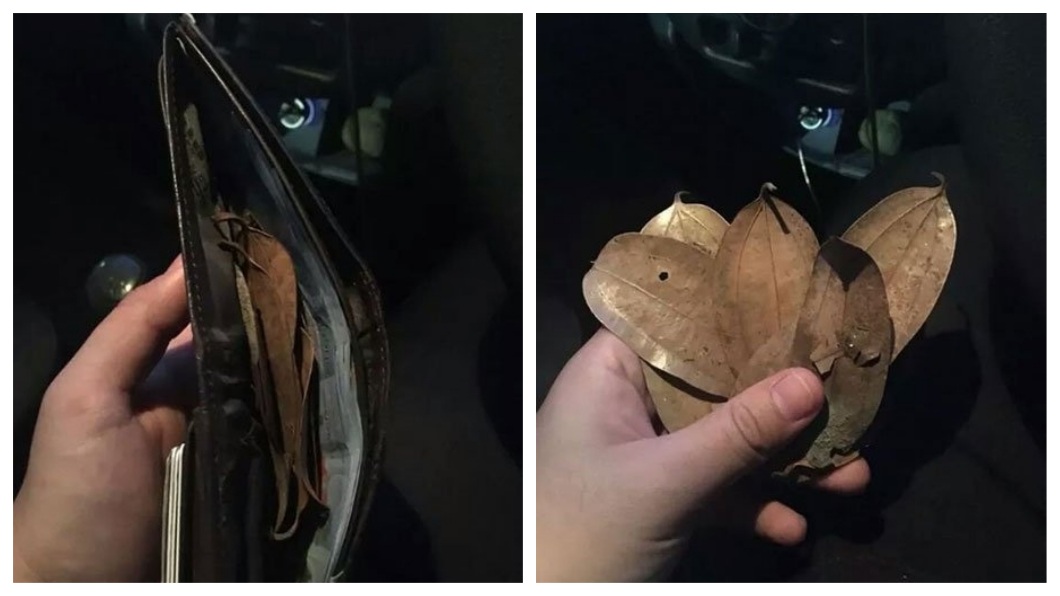 馬來西亞一名司機日前載客後清點當天收入，皮包內竟然有8片樹葉。(圖／翻攝自中國報)
