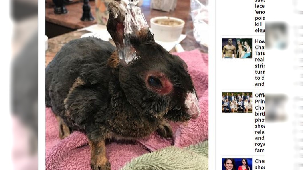 慎入!加州野火動物大逃亡 牠們被燒成這樣...