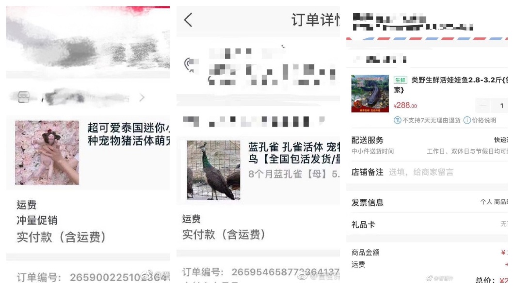 男網友下訂了迷你豬、藍孔雀和娃娃魚。(圖/翻攝自微博)