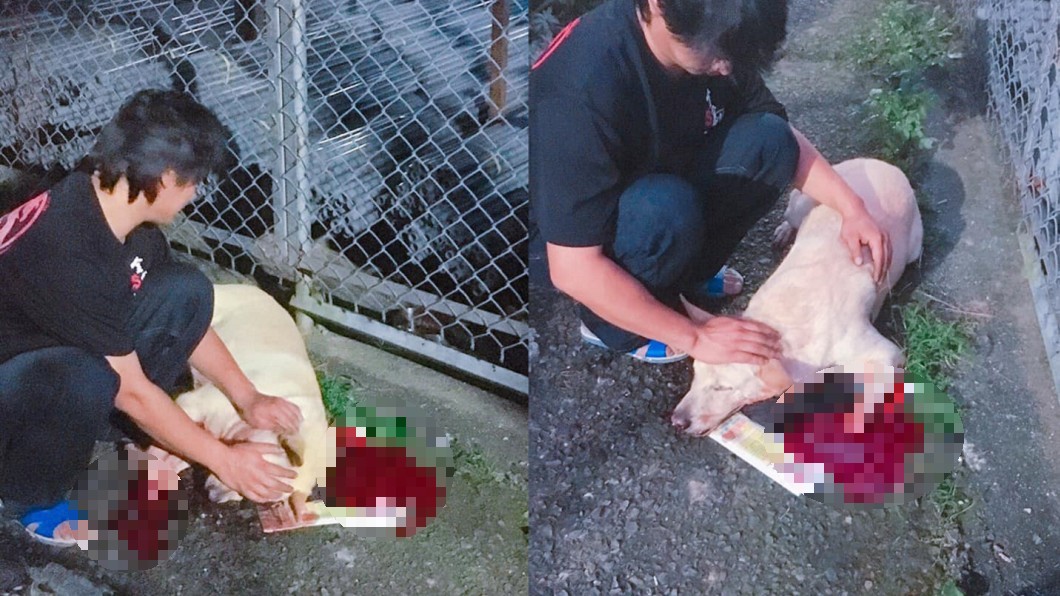 殘忍！深坑驚現斷狗掌怪客　小白臥血泊亡