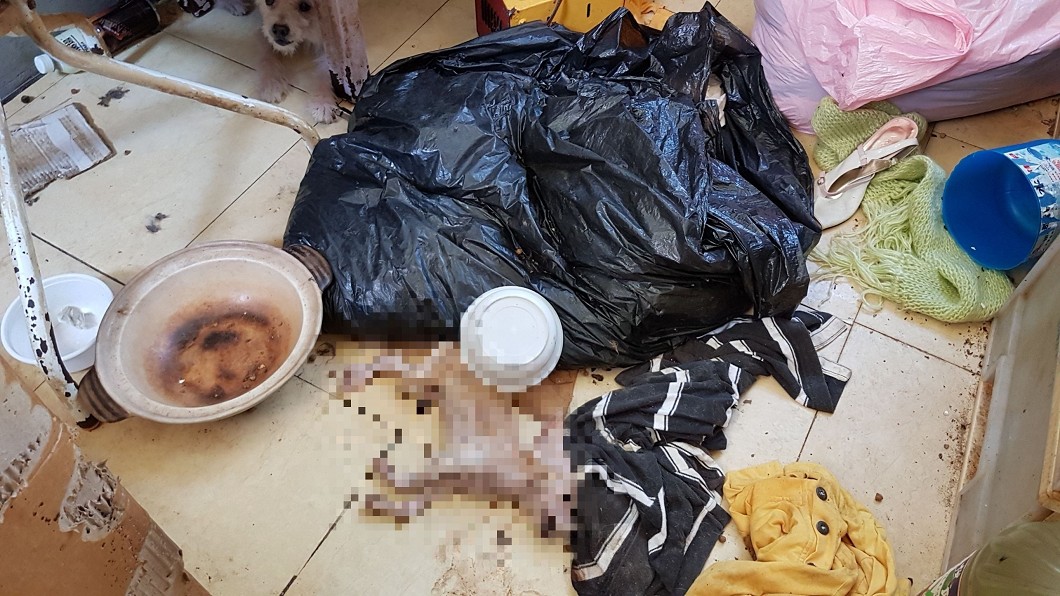 無良飼主搬家棄養14犬 狗狗獨守空屋被餓死