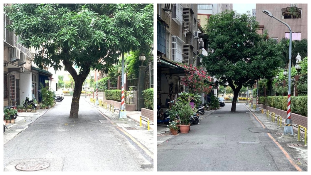 移它得花4千萬 樹長路中央成「最狂路霸」