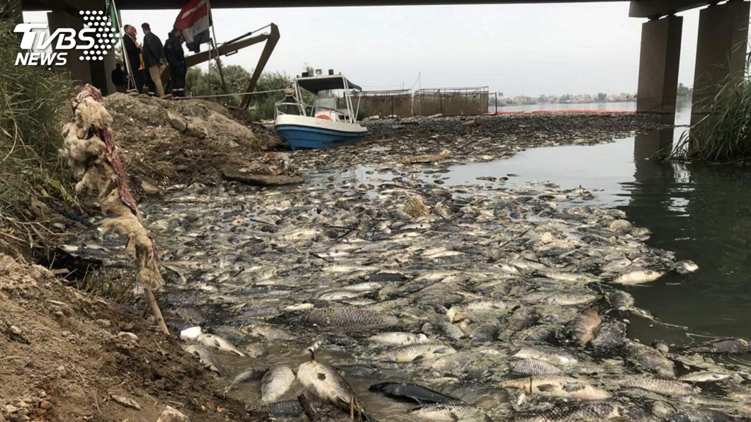 伊拉克幼發拉底河汙染嚴重 大批鯉魚死亡