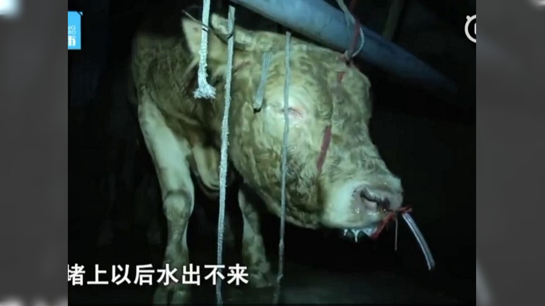 殘忍!活牛猛灌60公斤水 屠宰前凌遲12小時