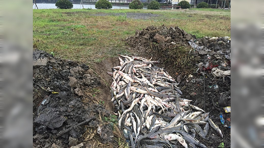 大工程興建「羋月橋」 6千條國寶魚慘遭滅種
