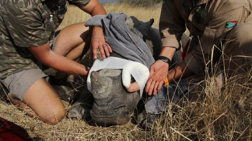 圖/翻攝David Shepherd Wildlife Foundation