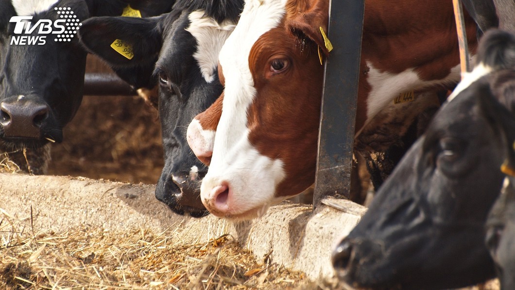 世界報：歐洲逾百萬噸動物飼料遭GMO污染