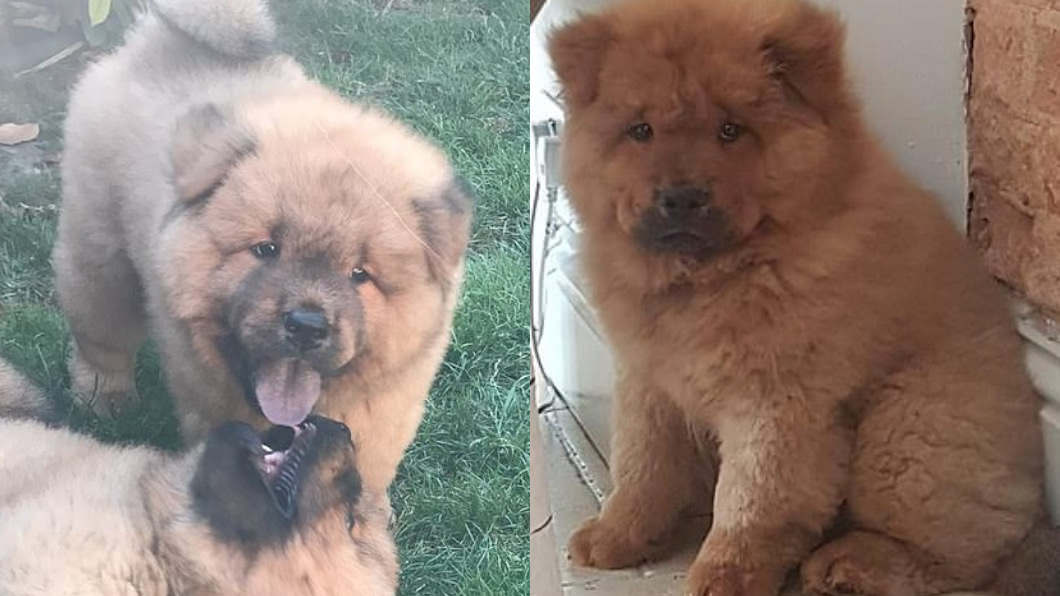 呆萌鬆獅犬「襲警」恐被關9個月 千人聲援:釋放牠!
