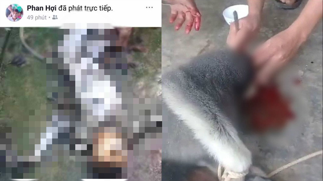 5男抓猴狠劈生吃腦 當局震驚:是珍稀靈長類…