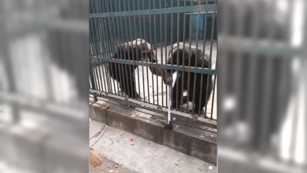 黑猩猩搶到自拍棒興奮爽跳 下秒被同伴拿走還給遊客