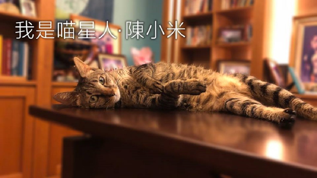 陳其邁愛貓「小米」闖直播爆紅 幼年模樣萌煞眾人