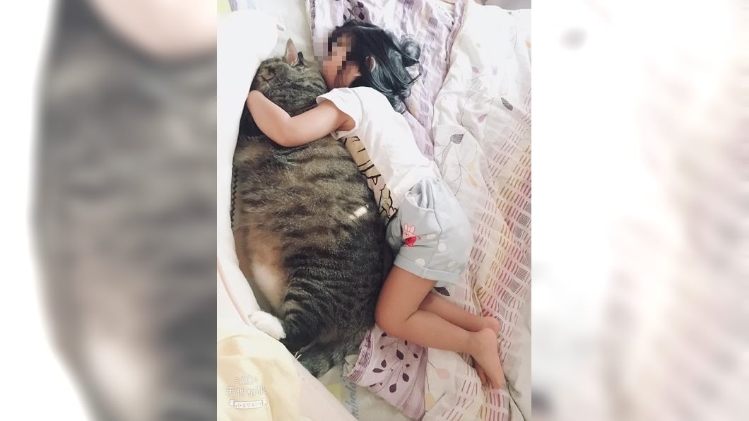 以為是海豹！她曬女兒環抱巨貓照　萬人驚呆求養法