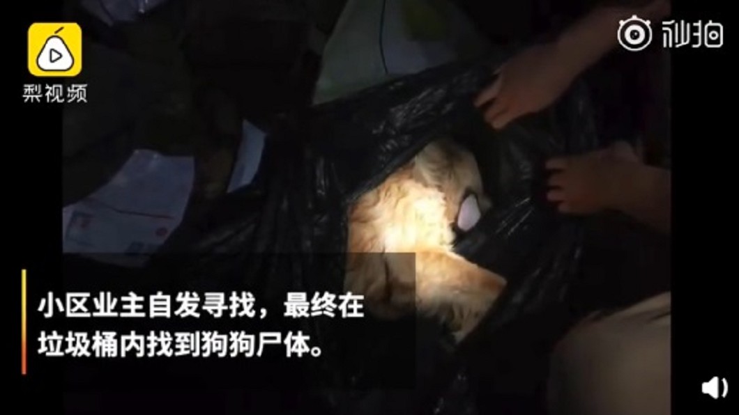 圖/翻攝自《梨視頻》