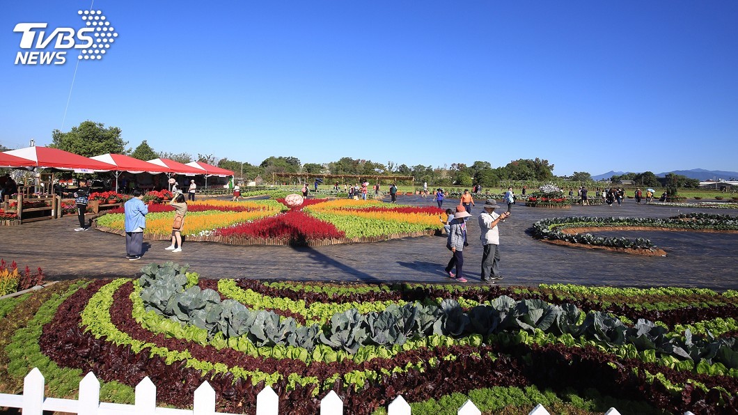 新社花海「可食地景」吸睛! 遊客讚菜田太有趣