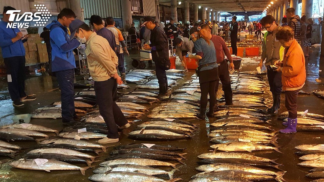 土魠魚漁汛期到 澎湖漁市搶標熱烈