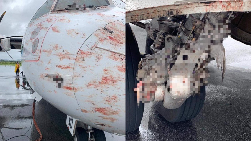 血腥慎入!群鳥衝撞班機 機身染血…破碎鳥屍散滿地