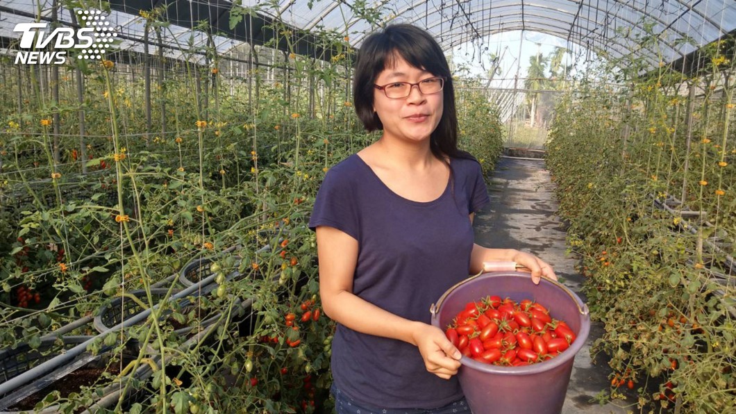 日本學漫畫返台當青農 她返鄉種玉女小蕃茄