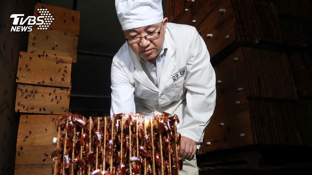 最噁商機!「蟑螂汁」能製藥 內服外用好處多