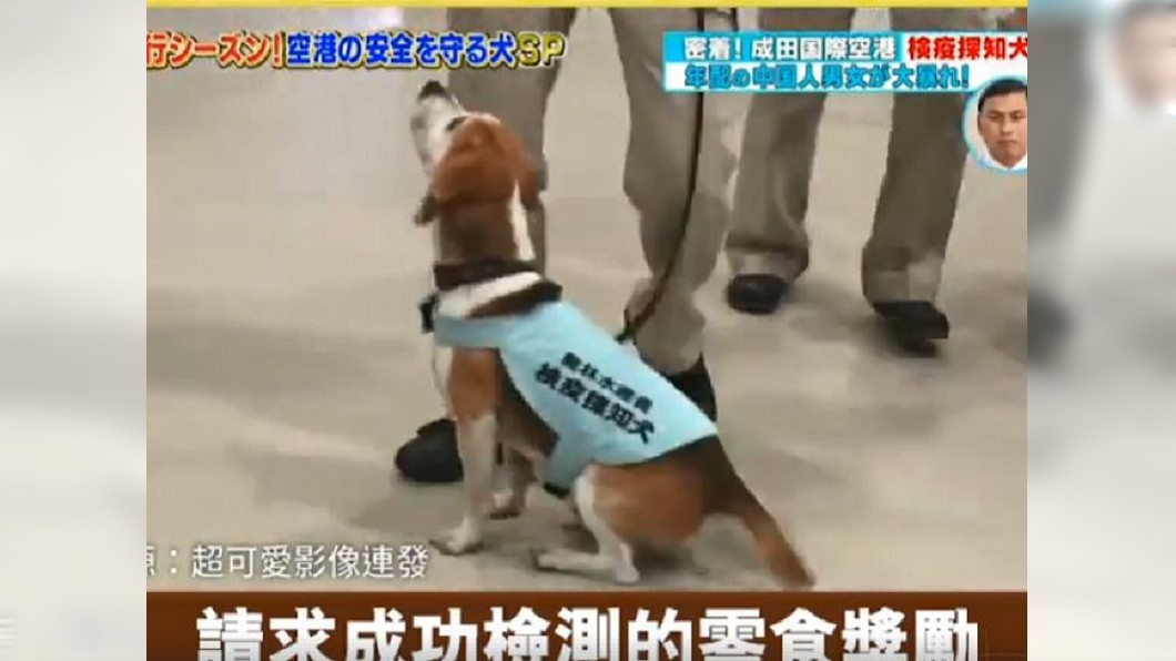 超萌!檢疫犬搜10kg豬肉頻討獎勵 陸大媽崩潰求放過