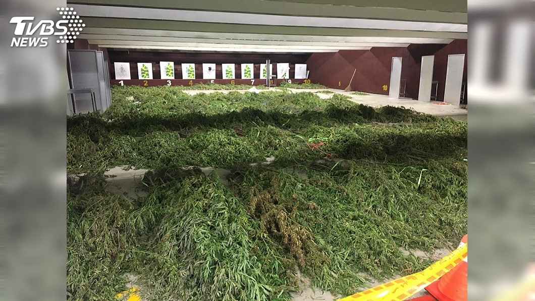 超扯「1甲大麻田」 可供全台東人吸到嗨