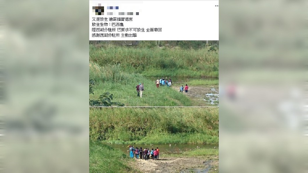 信徒自備上百幼龜「放生祈福」 險釀生態危機