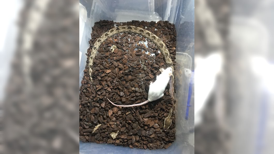 飼主放胖老鼠餵蛇 隔天發現牠反把蛇吃了