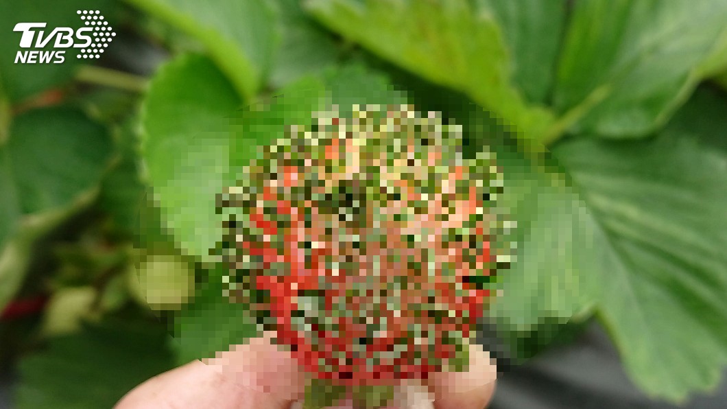 草莓長頭髮? 密集照片嚇壞網:想擠粉刺