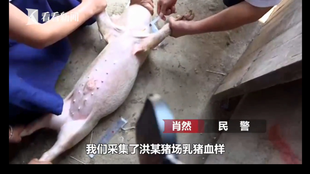 滴血認豬!狡猾盜賊死不認罪 警驗豬隻DNA終破案