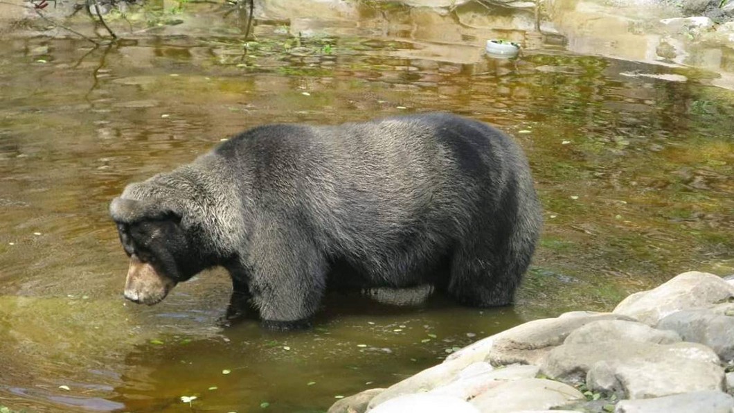 老馬來熊牙齦腫瘤　壽山動物園：手術風險大