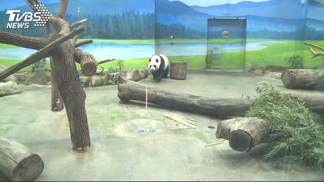 動物園赴陸參加年會遭拒 圓仔恐難脫單