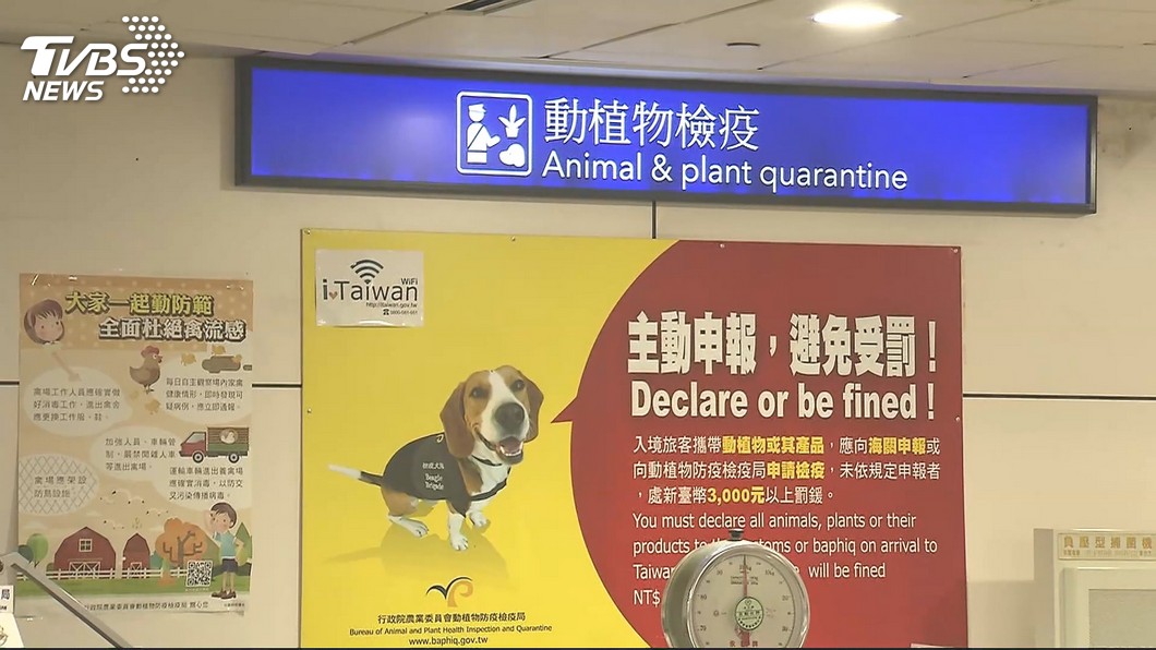 防範非洲豬瘟 賴清德:執行不能有破口
