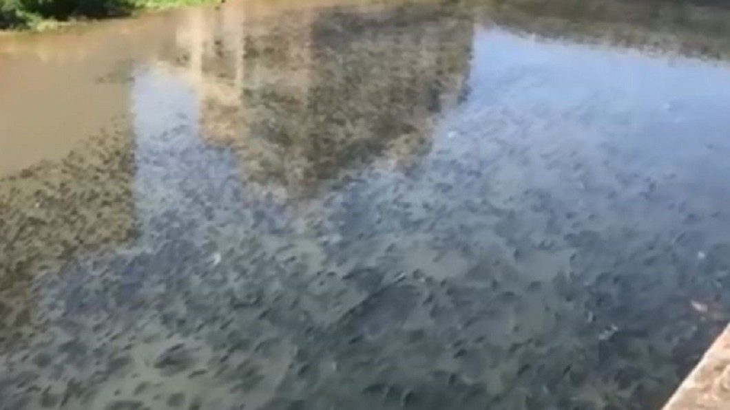 清澈溪水「魚多到炸」!網瘋揪釣魚 當地人曝駭人真相