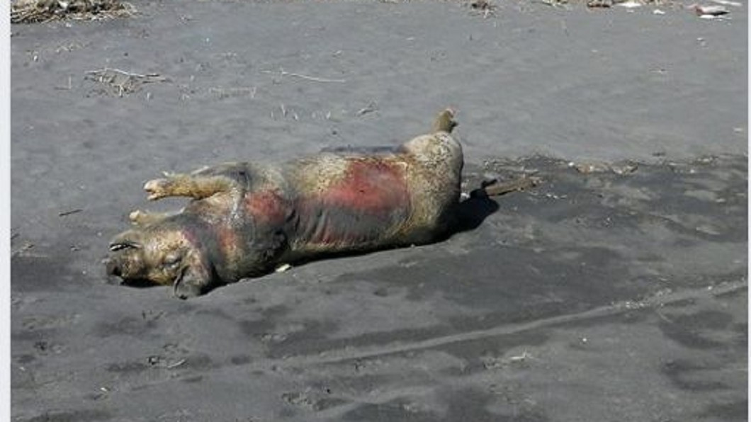 無關非洲豬瘟!宜蘭驚見死豬 防疫員處理畫面曝光
