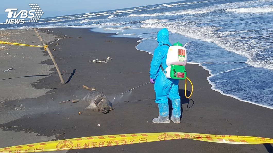 宜蘭海濱斃死豬　未驗出非洲豬瘟病毒
