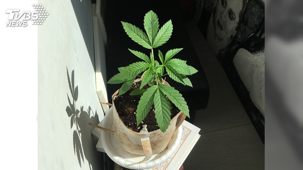 留美主修犯罪心理學 返台種大麻遭逮捕