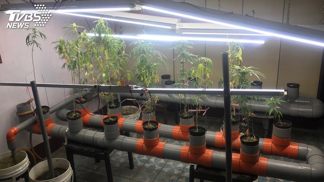 水電工拿專業種大麻 租房當倉庫掩耳目仍被逮