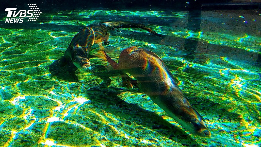 耶誕節將至 動物園歐亞水獺爸爸跟寶寶團聚