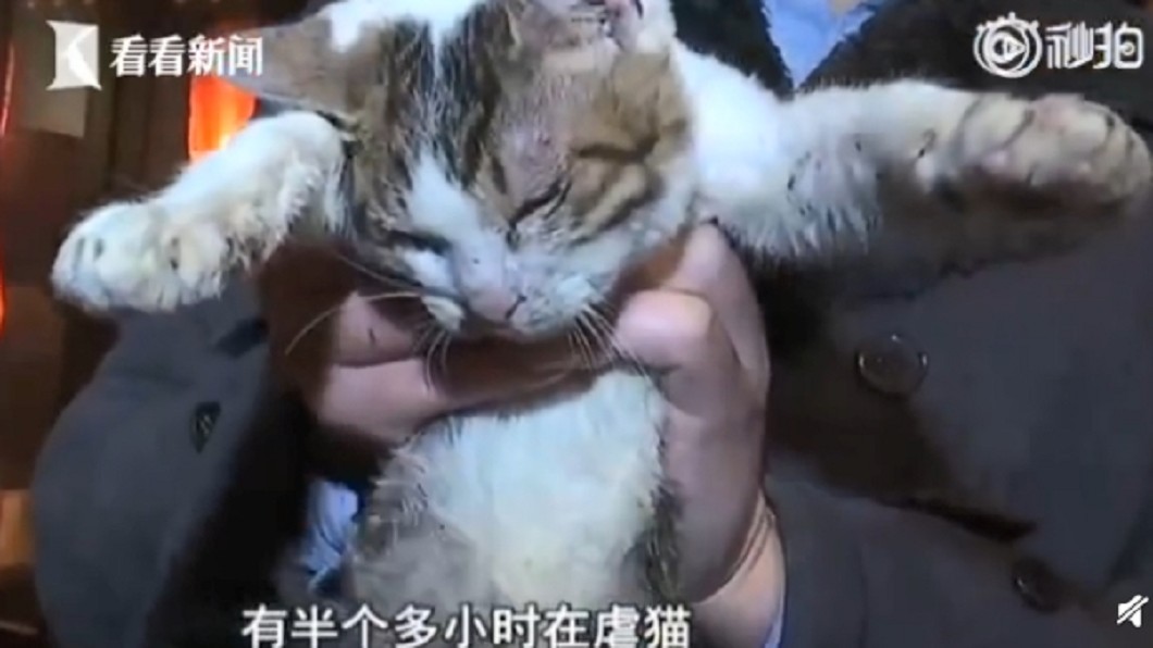狂毆小貓致「頭骨變形、失禁」 狠男冷回:這是我的事