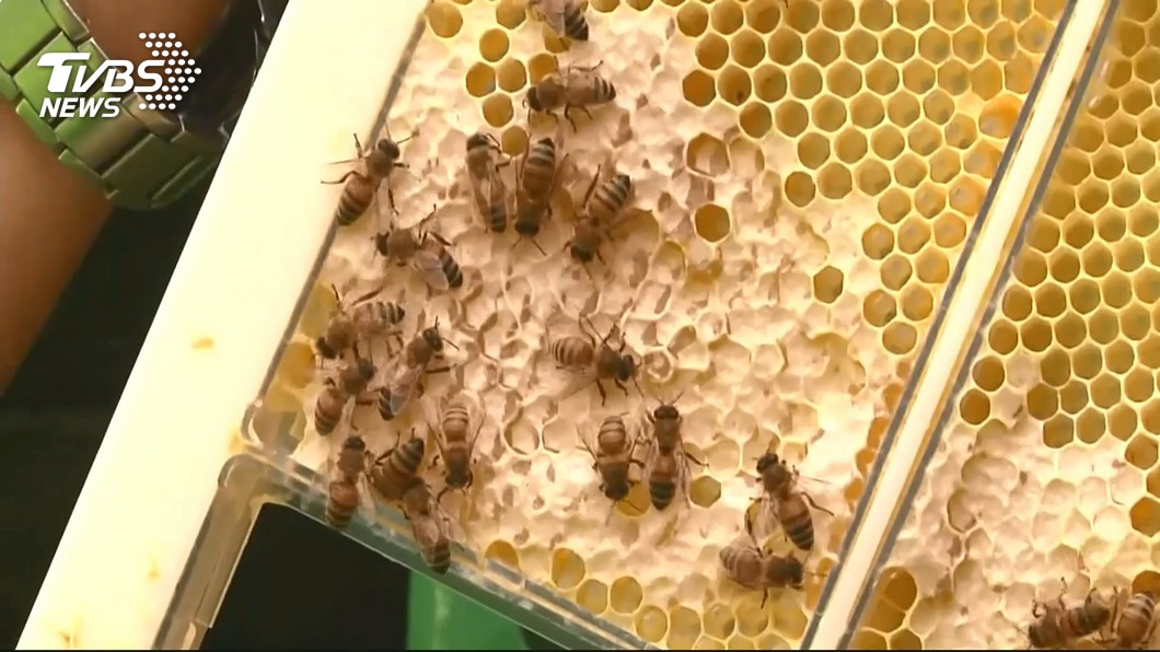 野蜂減少影響瓜果授粉 蜂農租售蜂箱野放支援