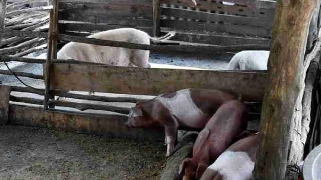 沒肉吃!豬瘟肆虐 深圳、東莞停供新鮮豬肉