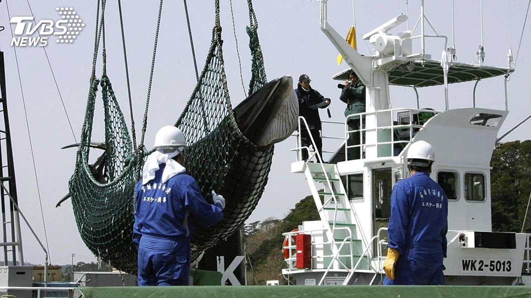 快訊/日本正式退出IWC 明天起恢復商業捕鯨