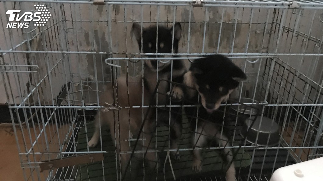 網路無照繁殖、買賣、寄養犬貓 最高可罰300萬
