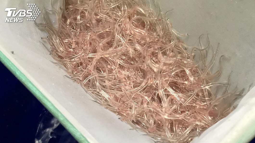 海關查獲走私鰻線8萬多條 市價逾800萬