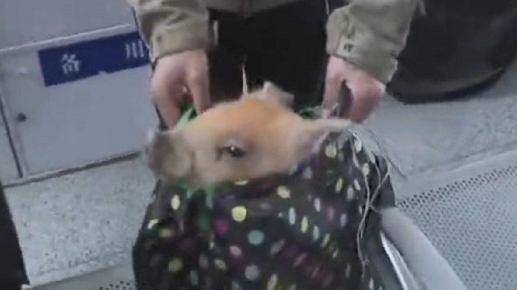 返鄉帶豬搭火車被攔 飼主怨:牠是我孩子