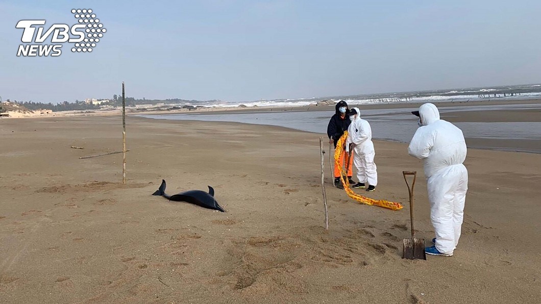 罕見「長吻真海豚」擱淺金門海灘　原因不明死亡